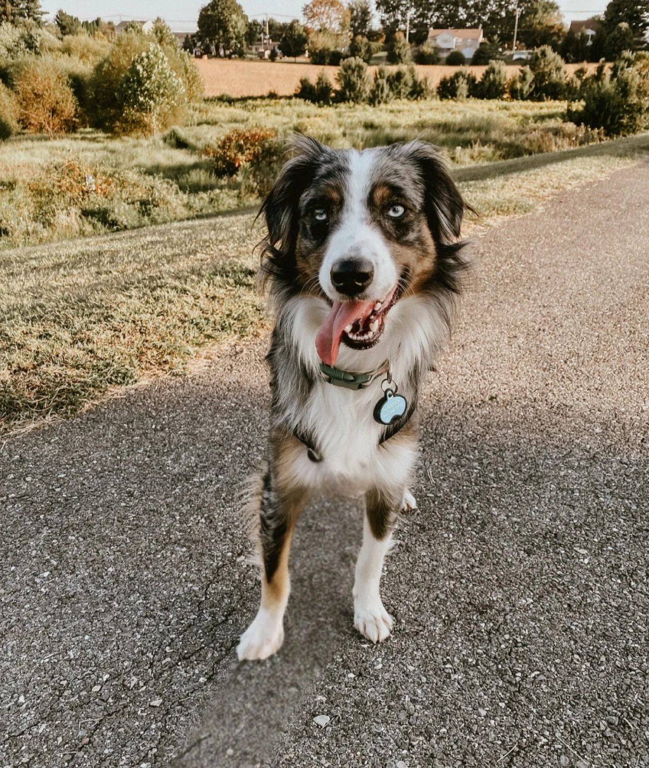 Never underestimate the healing power of sunshine, crisp country air, and a walk through the rolling pastures. 

After a week of sickness, Maverick and I both needed our favorite time together 🐾