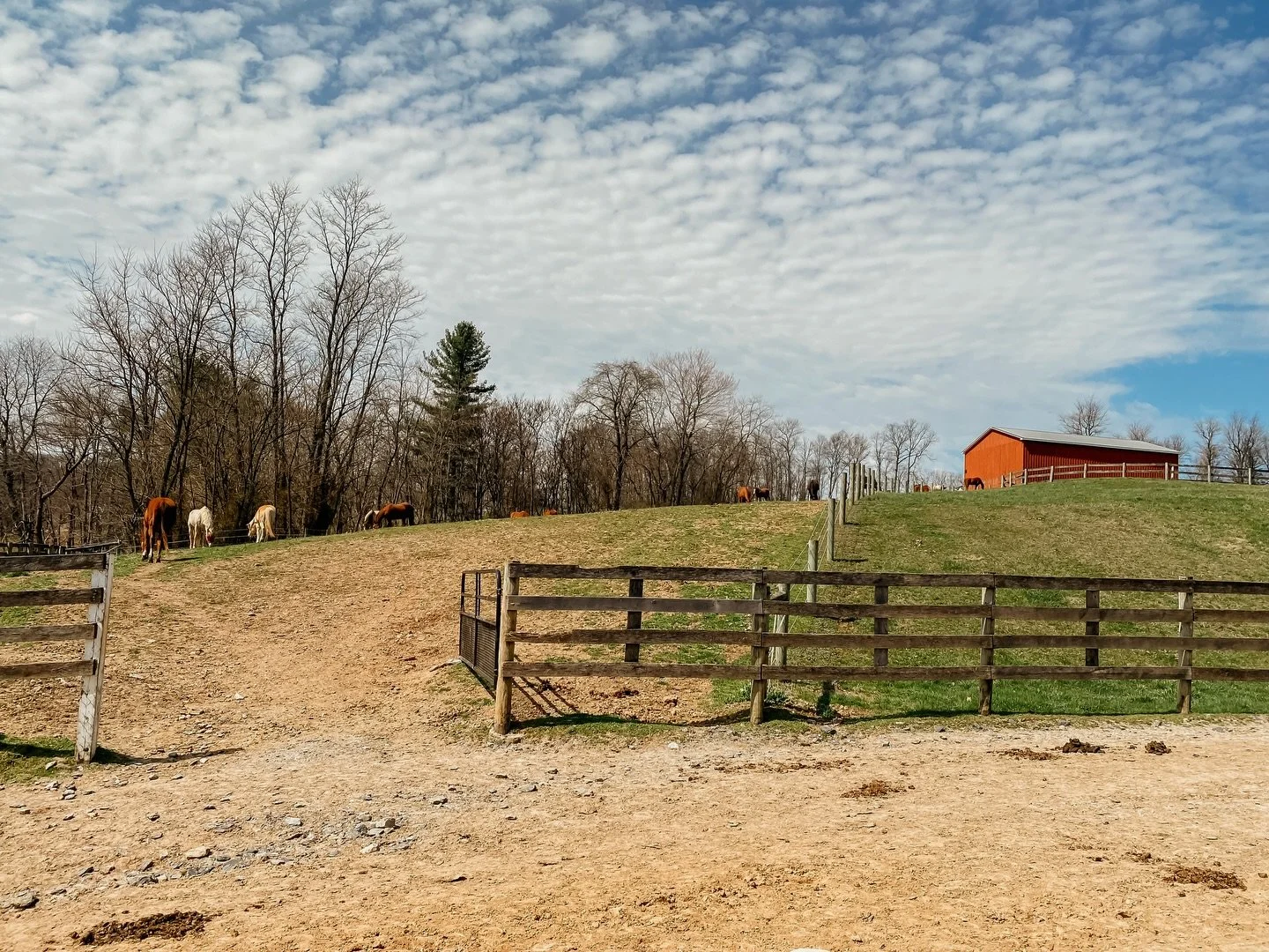 I am never more at peace, or more grateful, then when I&rsquo;m on the farm and with the horses &hearts;