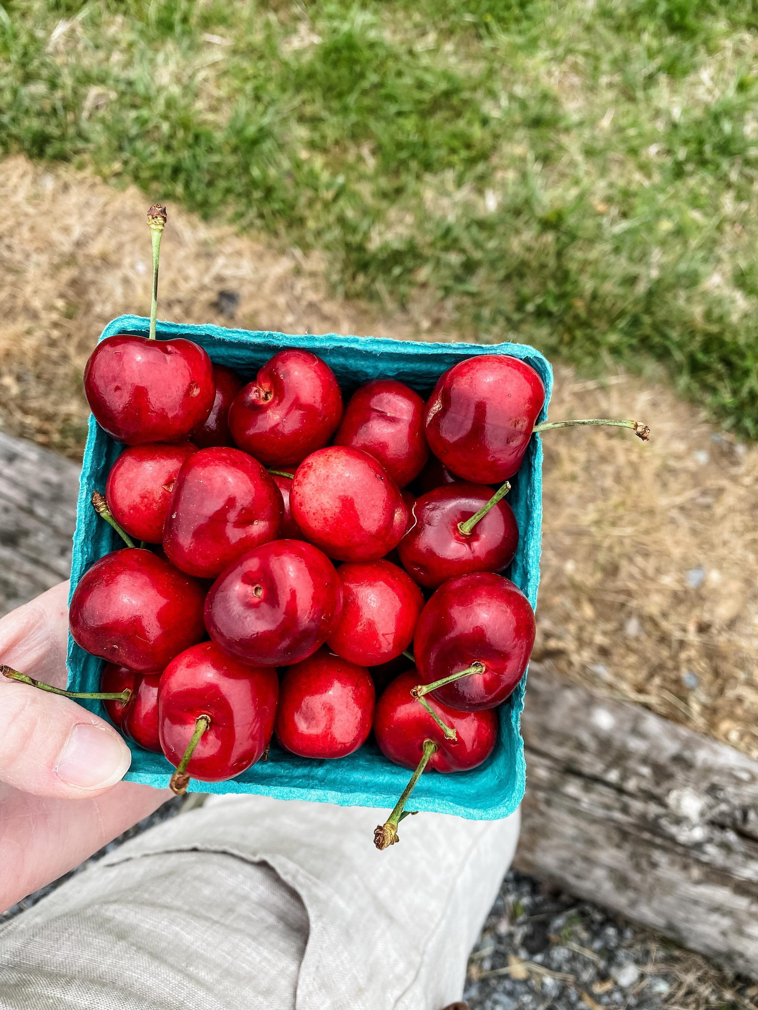 The prettiest cherries from the farm today 🍒

If I have the choice, I always choose cherry for&hellip;well, everything! Pies, tarts, cobblers, sauces, smoothies - you get the idea. 

We are coming up on cherry season here in Maryland and I love it!
