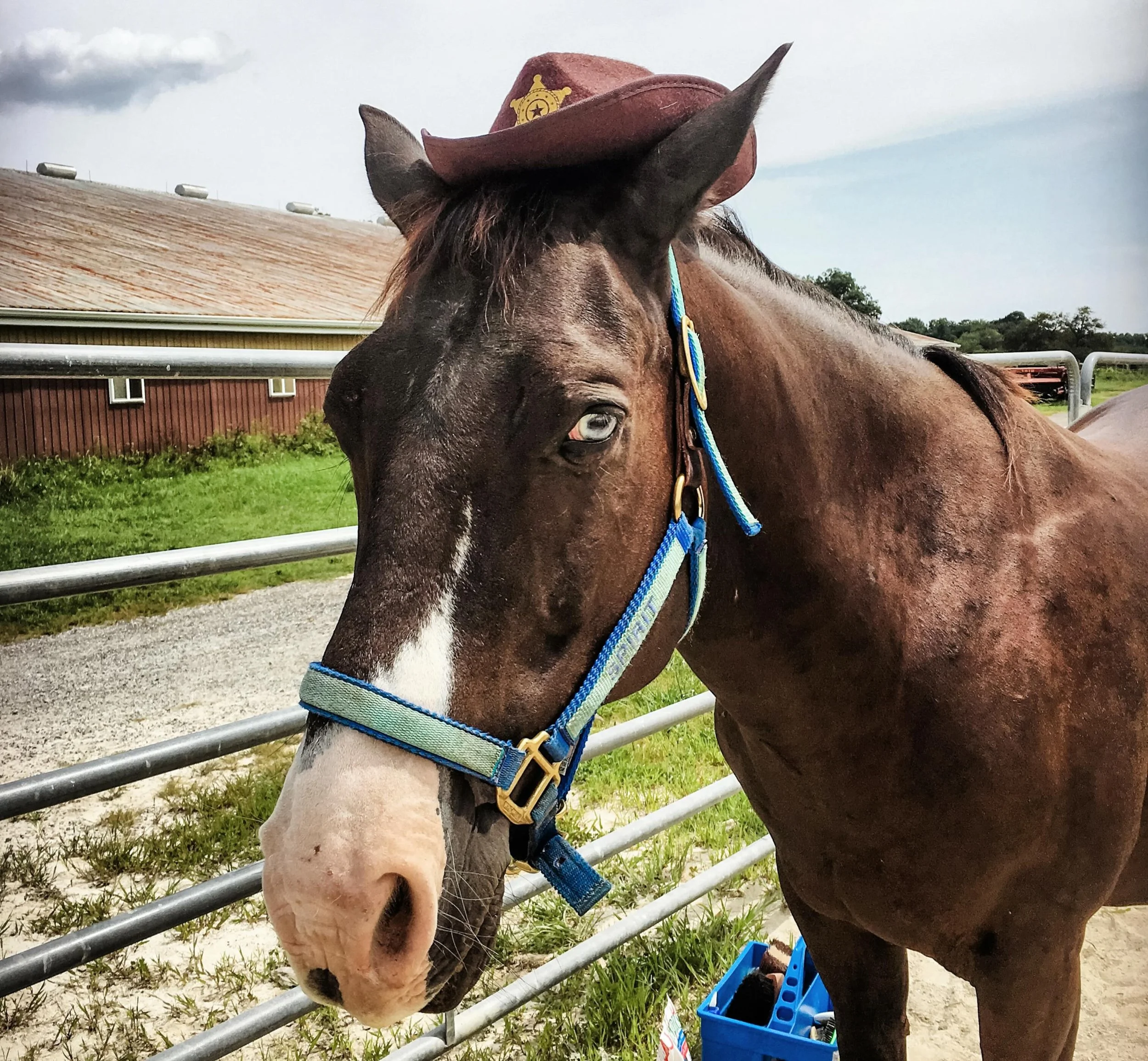 Nine years ago on Pentecost Sunday, I named our newest recuse horse - Spirit. A fitting name for Pentecost, right? And he was quite adorable with his cowboy hat on.

I had been working for years in equine-assisted therapy and had recently earned my E