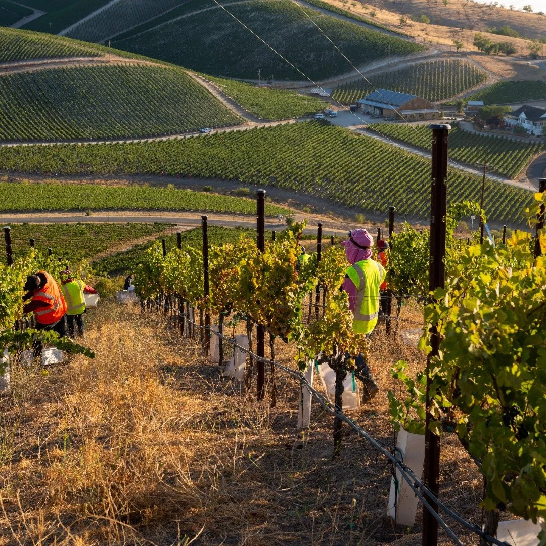Harvest 2025 is shaping up to be one for the books!
Our winemaker, Mac, shares that this year’s cooler season brought balance, freshness, and incredible color to the fruit. Early picks came in beautifully before the rain, while later blocks ar