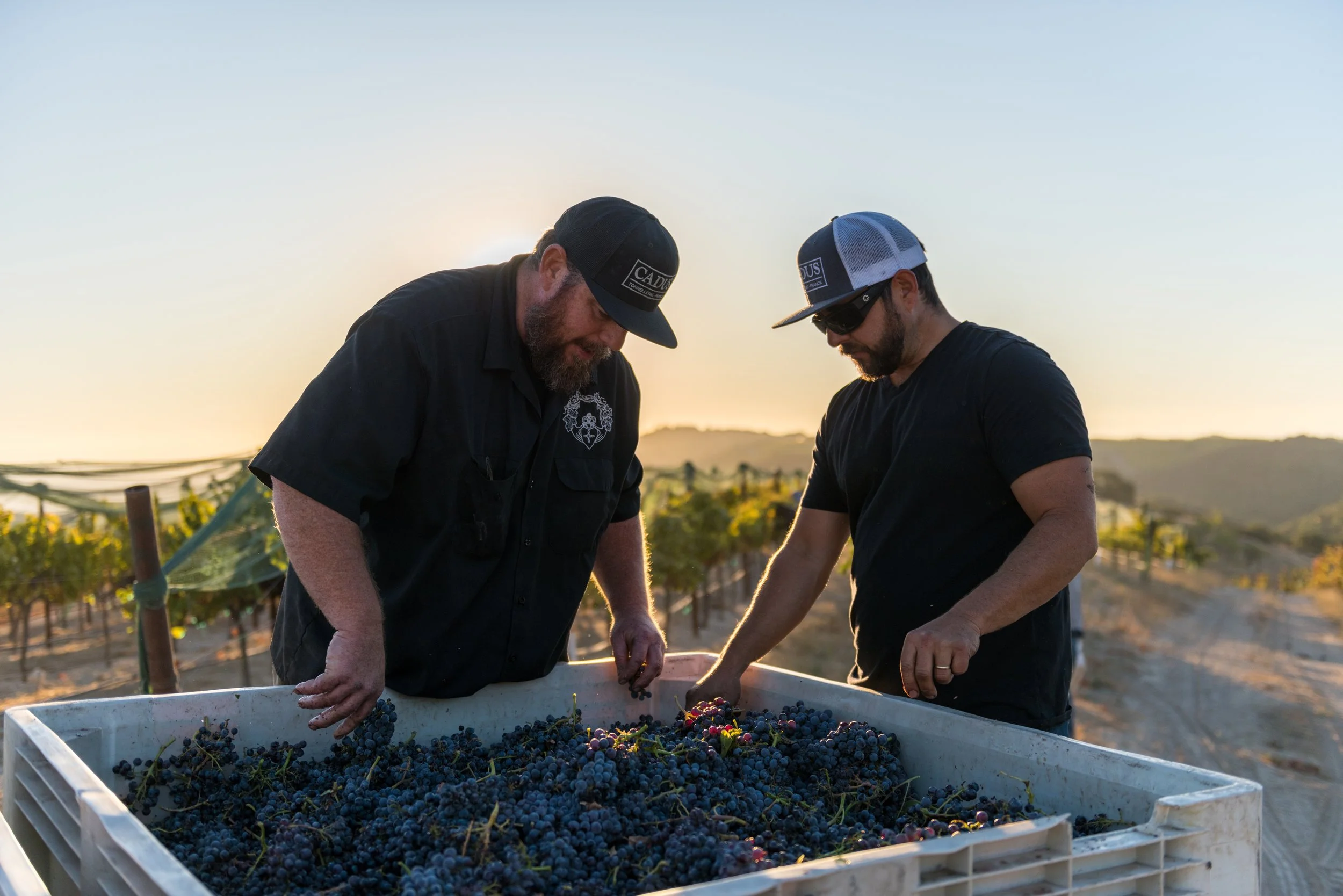 Harvest on the Estate