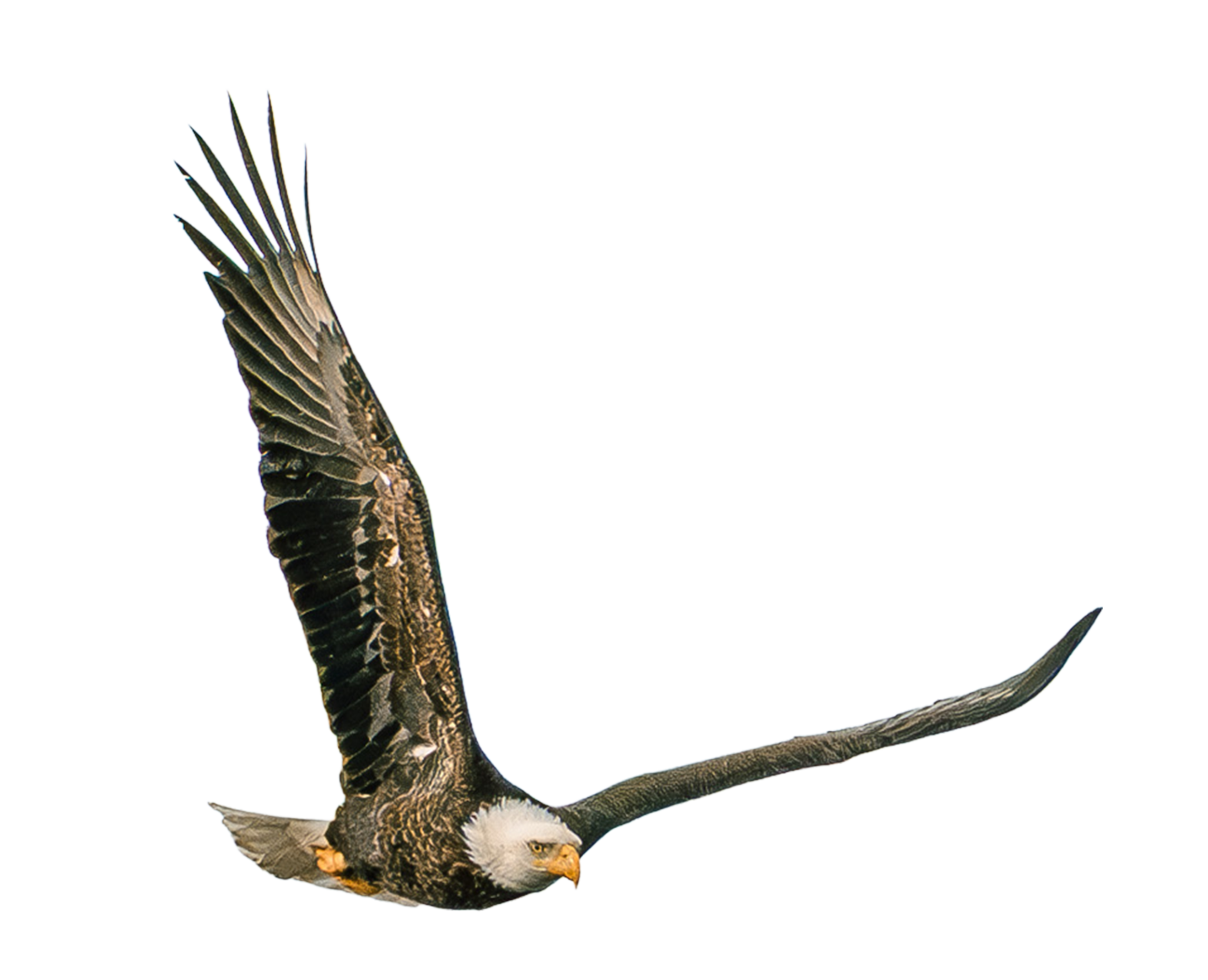 An illustration from a picture of a Bald Eagle in flight with wings spread wide, captured from a side profile.