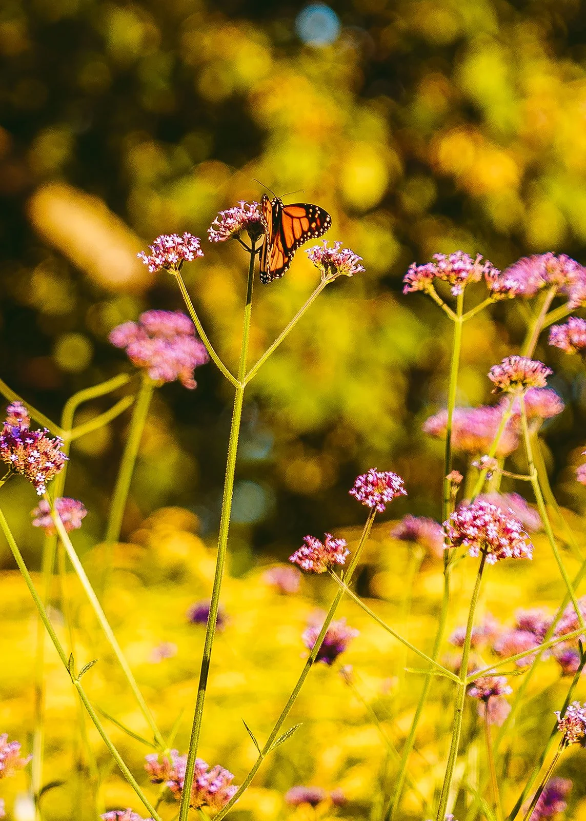 442_ShufflePhotography_Portfolio.jpg