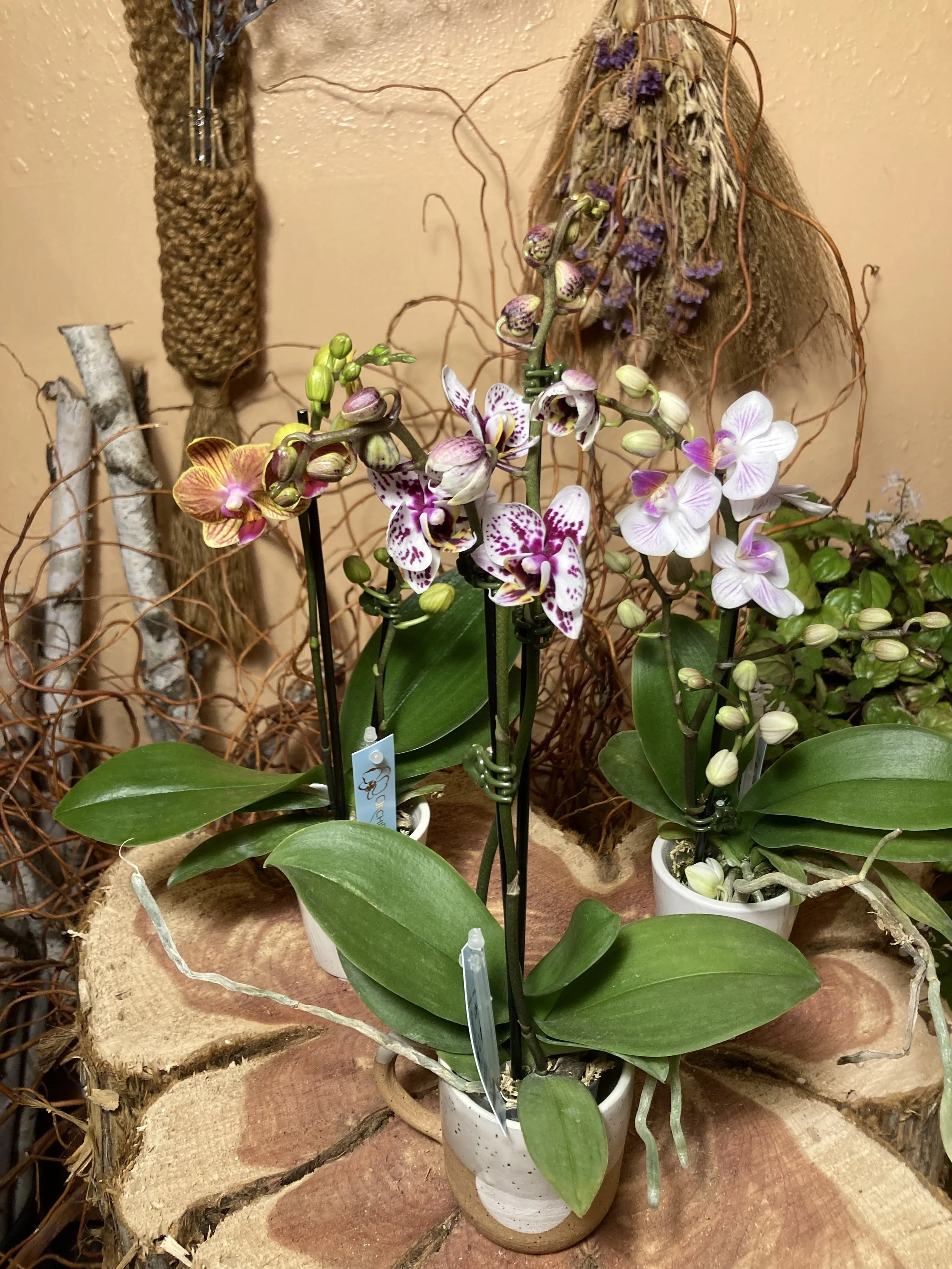 Mini orchids.jpg