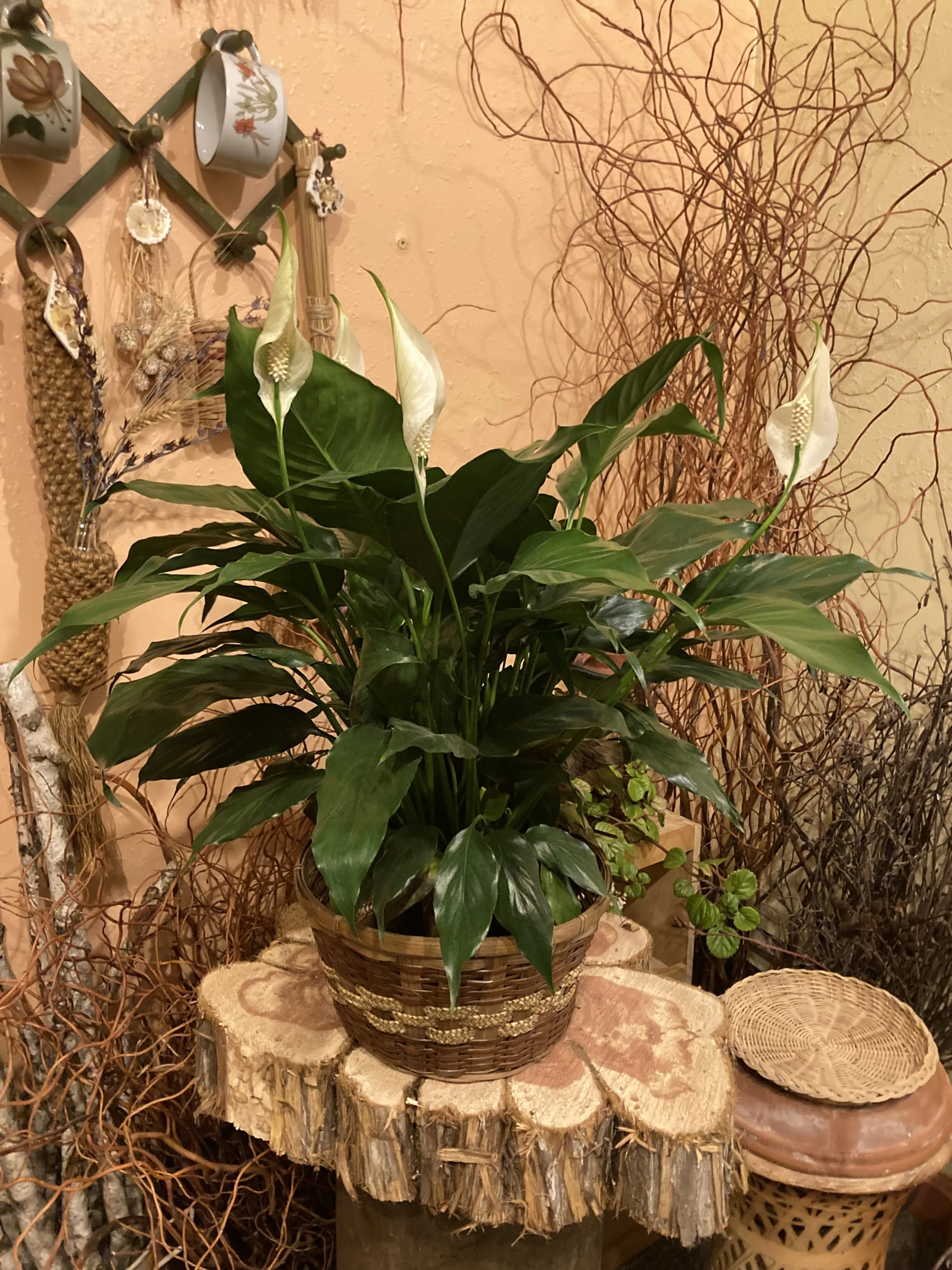 Medium Peace lilly.jpg