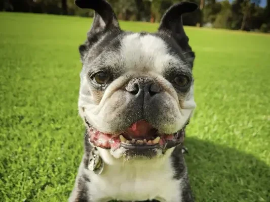Close-up of a black and white Boston Terrier dog