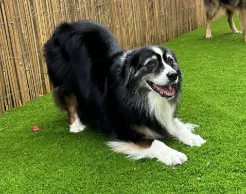 A black and white dog with a bushy tail