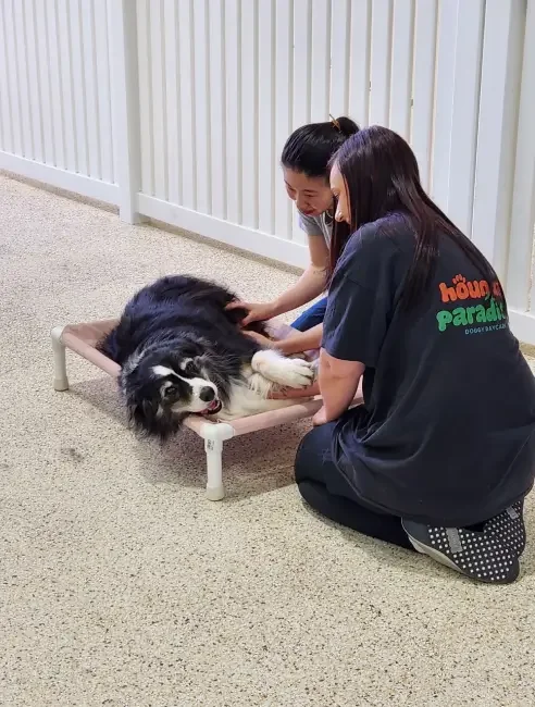 Two women petting a relaxed black and white dog