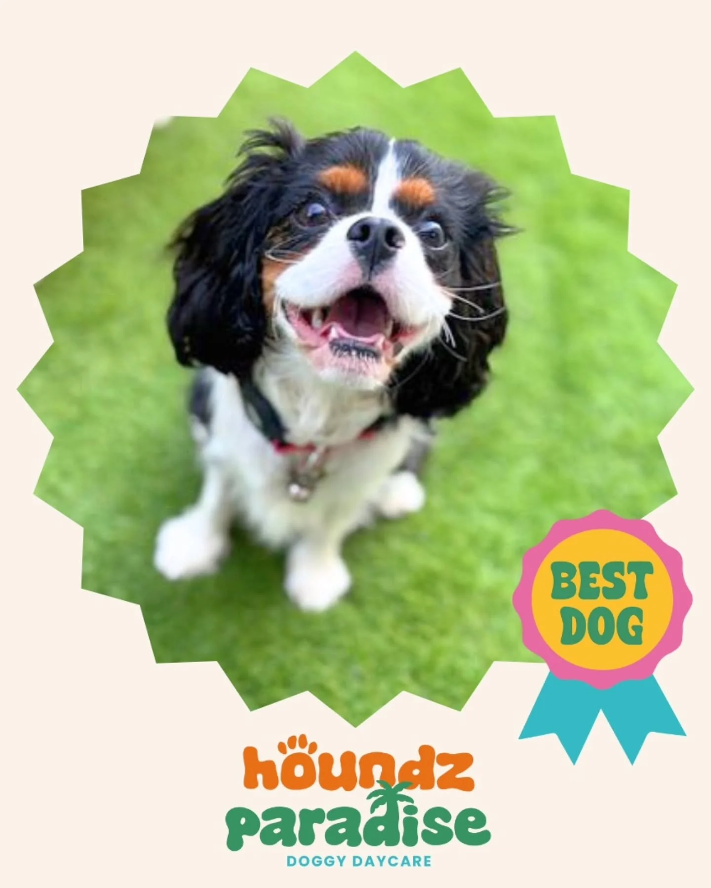 Welcome to this week's cuties Uno, Bobo, Jack and Tofu 🐶🥰
.
.
.
#newdogs #dogdaycare #doggydaycare #dogdaycarelife #doggydaycarelife #welovedogs #weloveourdogs #petcare #doggrooming #doggroomer #doggroomermaribyrnong #maribyrnong #dogsofmelbourne #