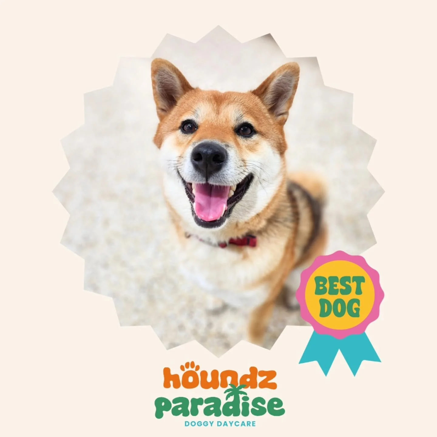 Welcome to the pack pretty Marlo 🥰🐶🌴
.
.
.
#dogdaycare #doggydaycare #dogdaycarelife #doggydaycarelife #welovedogs #weloveourdogs #petcare #doggrooming #doggroomer #doggroomermaribyrnong #maribyrnong #dogsofmelbourne #dogsofmaribyrnong #maribyrnon