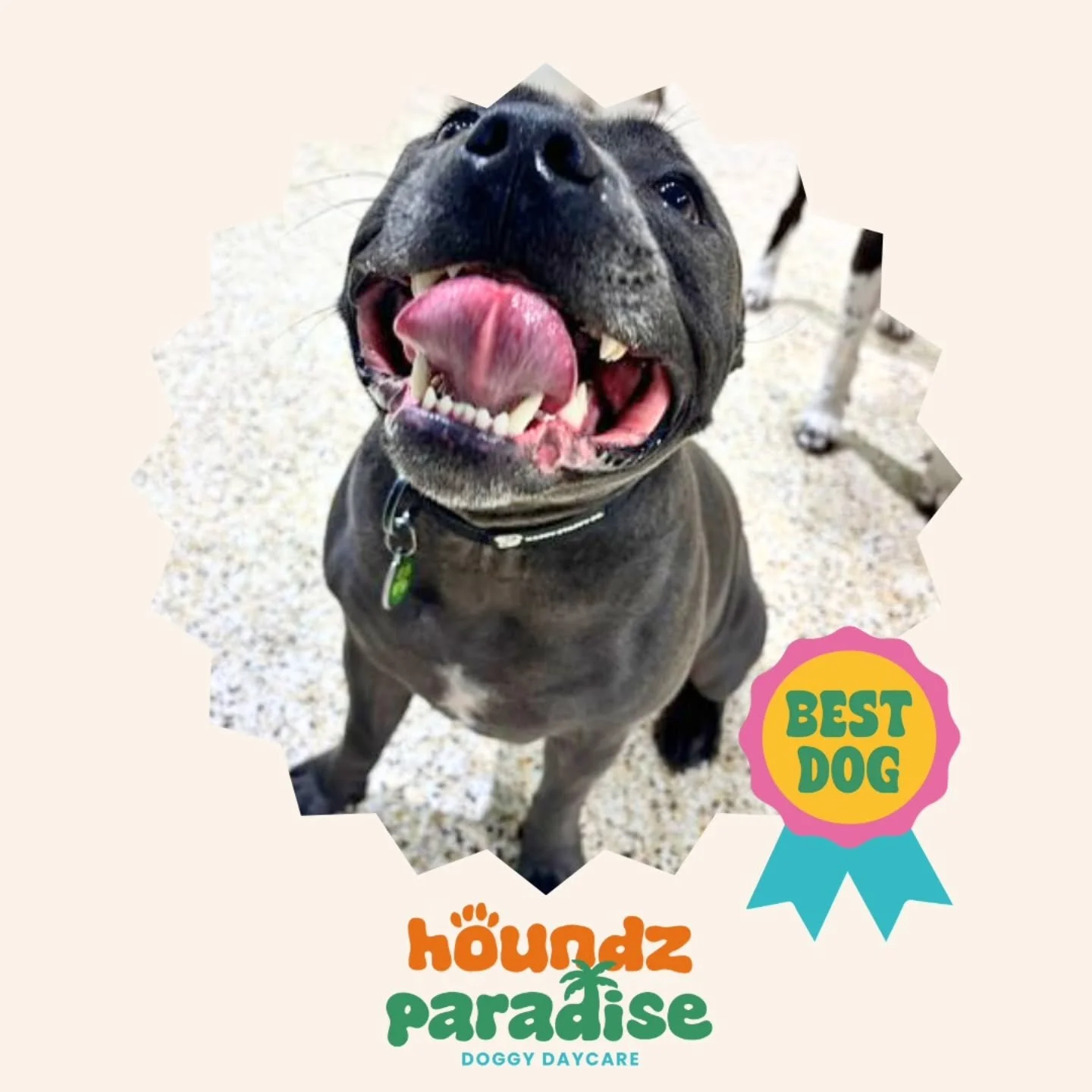 Welcome to these new cuties Sal, Rudi and Jett 😍
.
.
.
#dogdaycare #doggydaycare #dogdaycarelife #doggydaycarelife #welovedogs #weloveourdogs #petcare #doggrooming #doggroomer #doggroomermaribyrnong #maribyrnong #dogsofmelbourne #dogsofmaribyrnong #