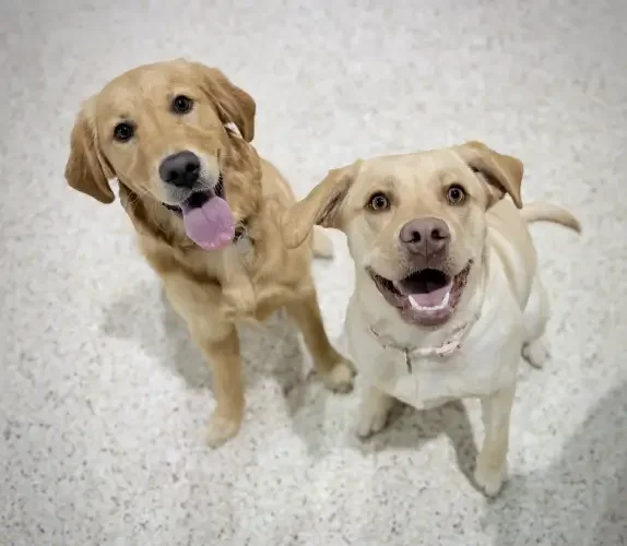 Two happy dogs