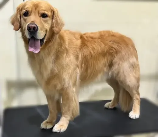Golden Retriever standing on a grooming table