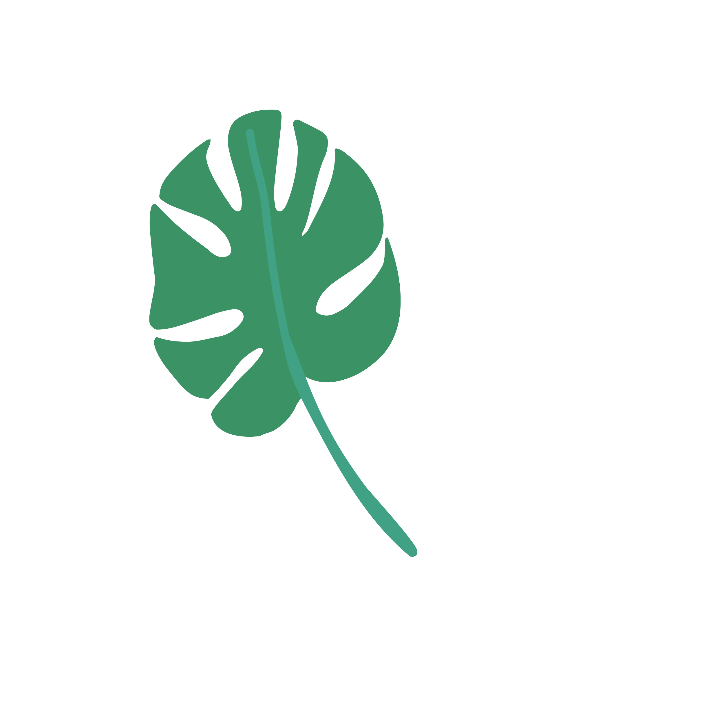 Illustration of a green Monstera leaf on a white background.