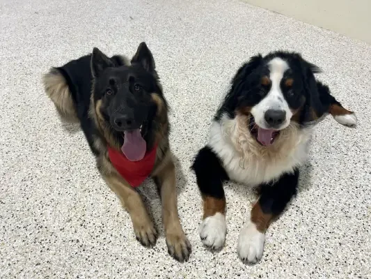 Two large dogs resting on a speckled floor