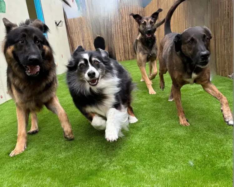 Dogs running on green grass