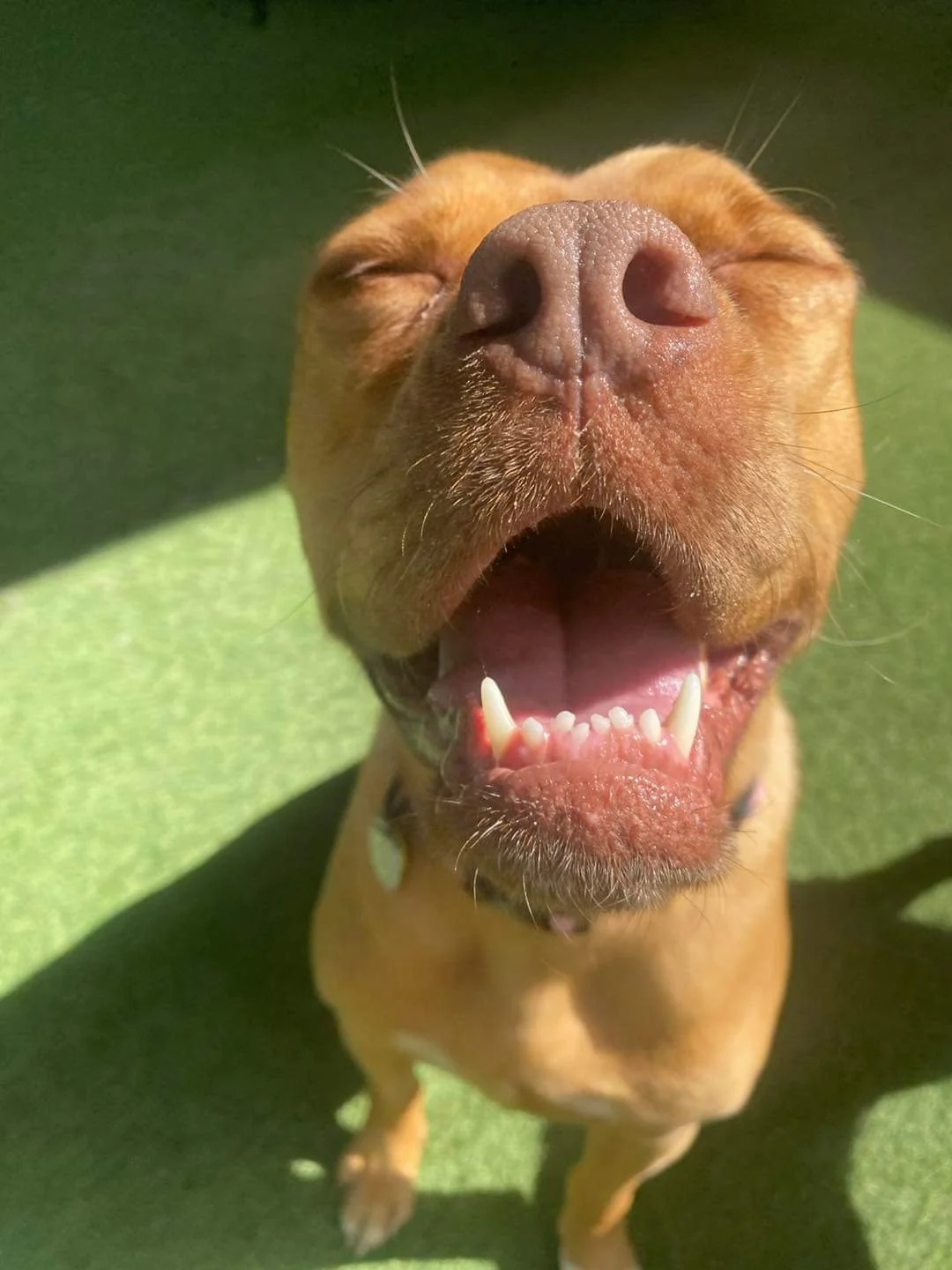 Close-up of a brown dog with its mouth open, eyes closed, and nose prominent against a green background.