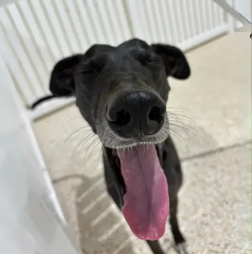 Close-up of a black dog