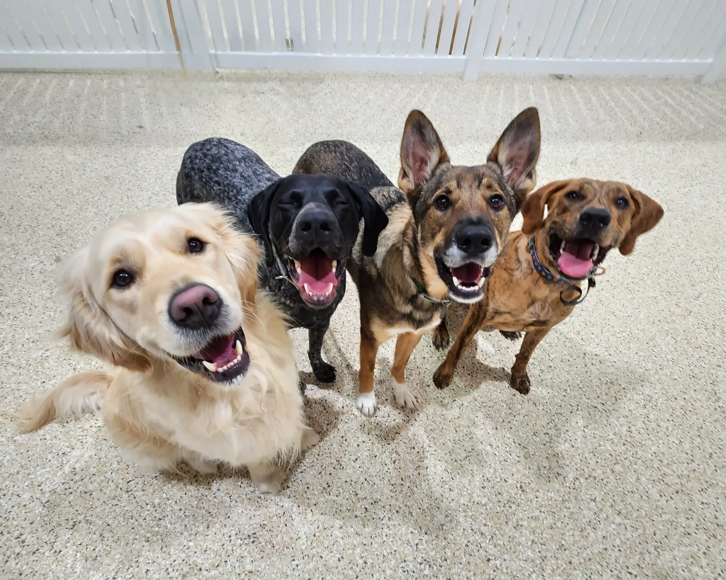 Four happy dogs