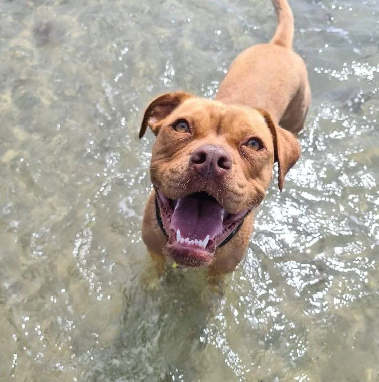 Happy brown dog standing in shallow water