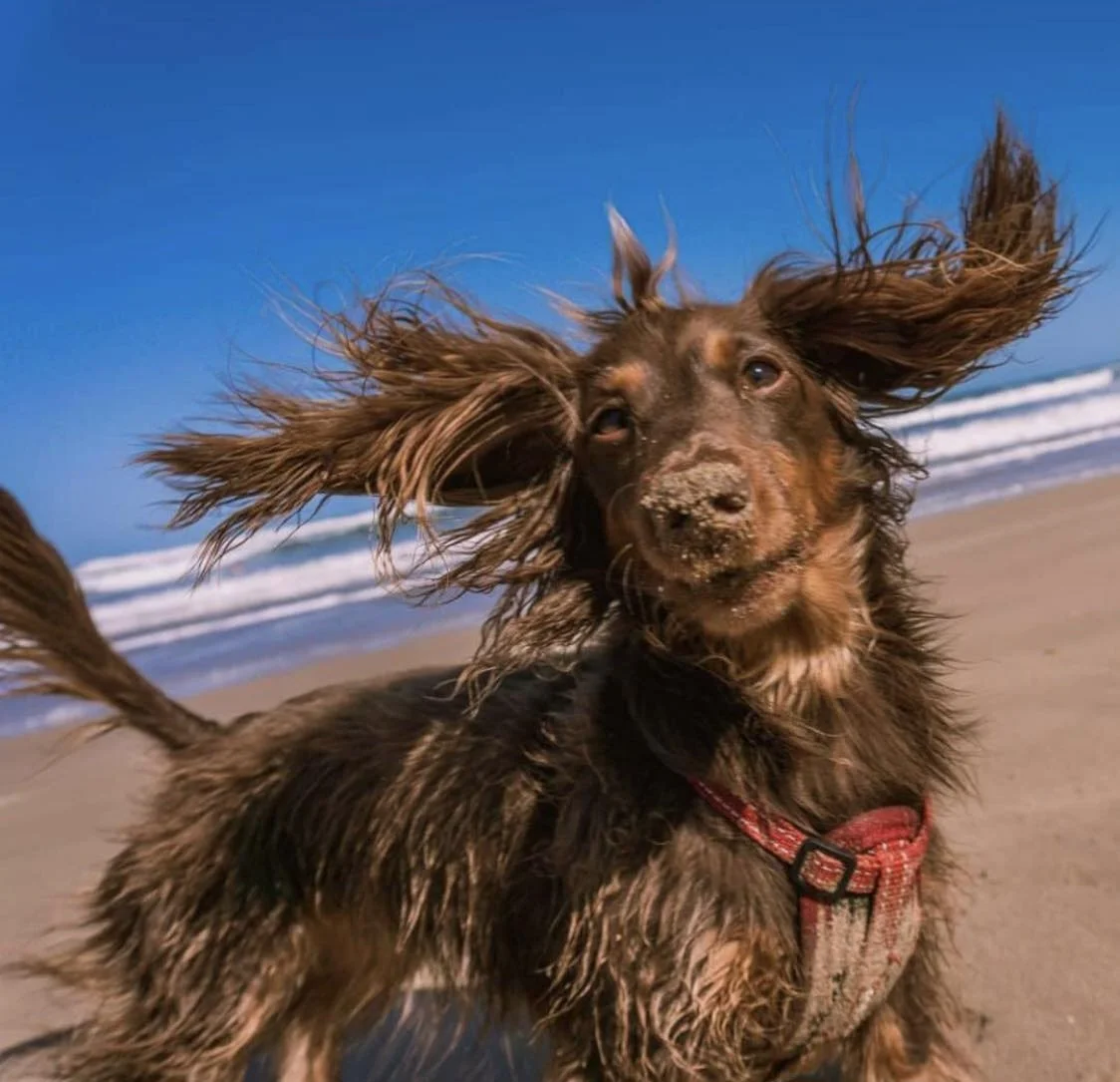 Dachshund dog with sand on its nose and ears flapping, standing on a beach with ocean waves in the background under clear blue sky.