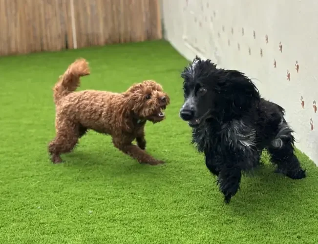 Two dogs playing on artificial grass