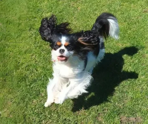 A Cavalier King Charles Spaniel running