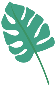 Illustration of a green monstera leaf