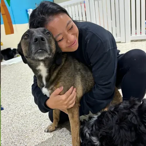 Person hugging a brown and white dog