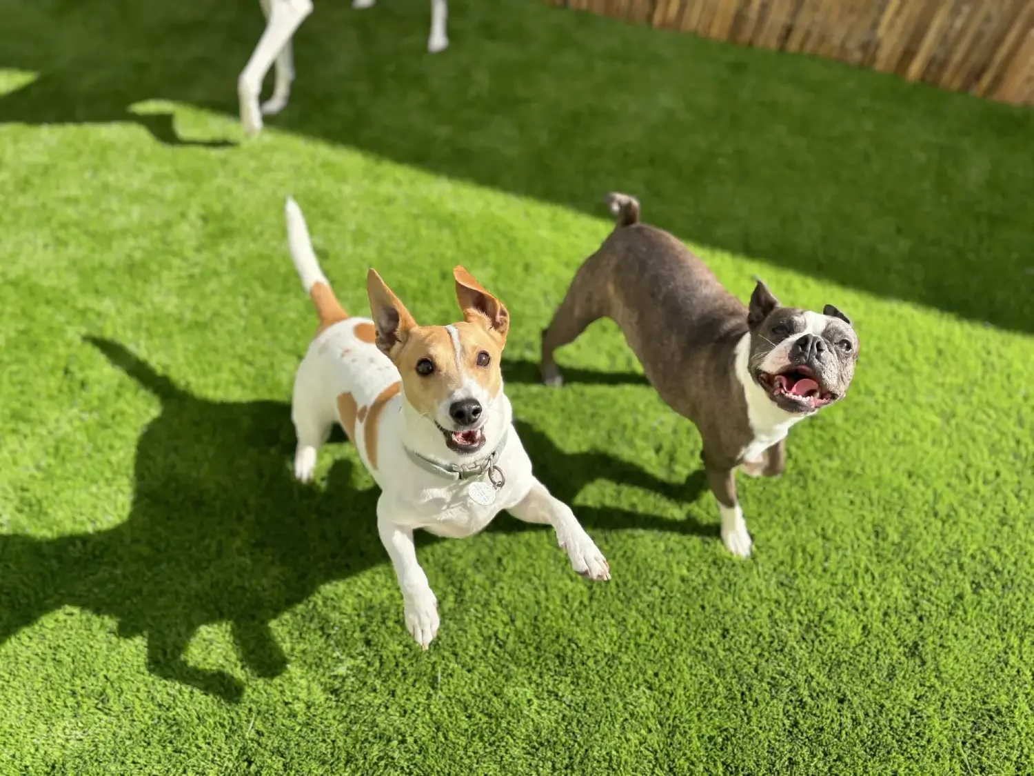Cute Dogs on green grass