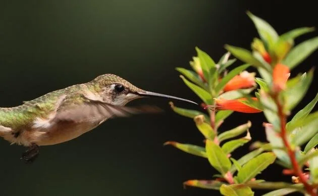 Bird Friendly Forests with Audubon Vermont