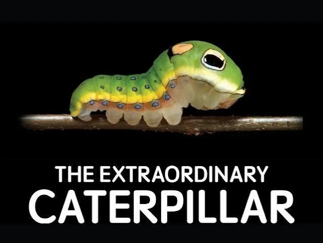 The Extraordinary Caterpillar