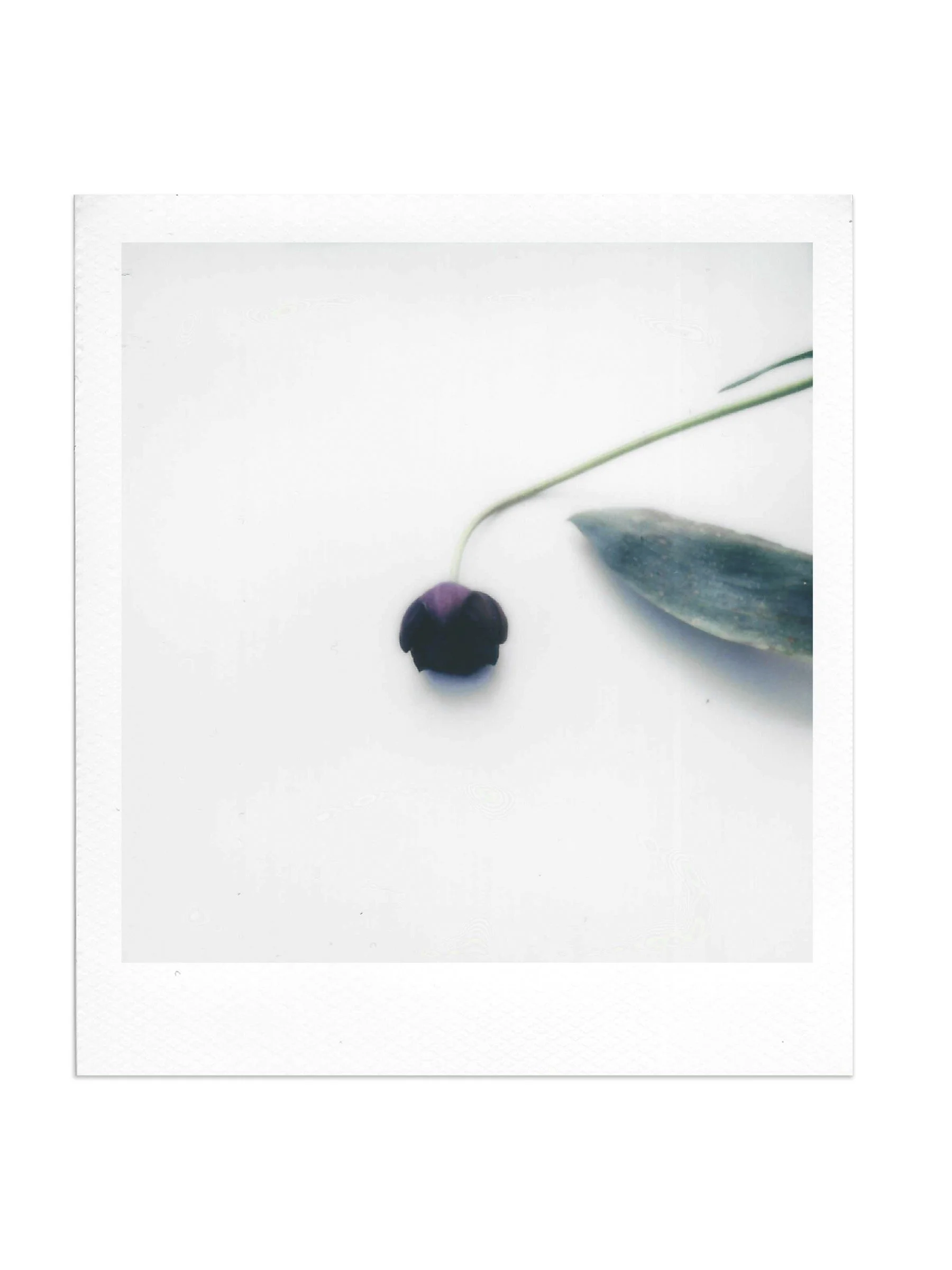 New Photography and installation by Susan Weiss