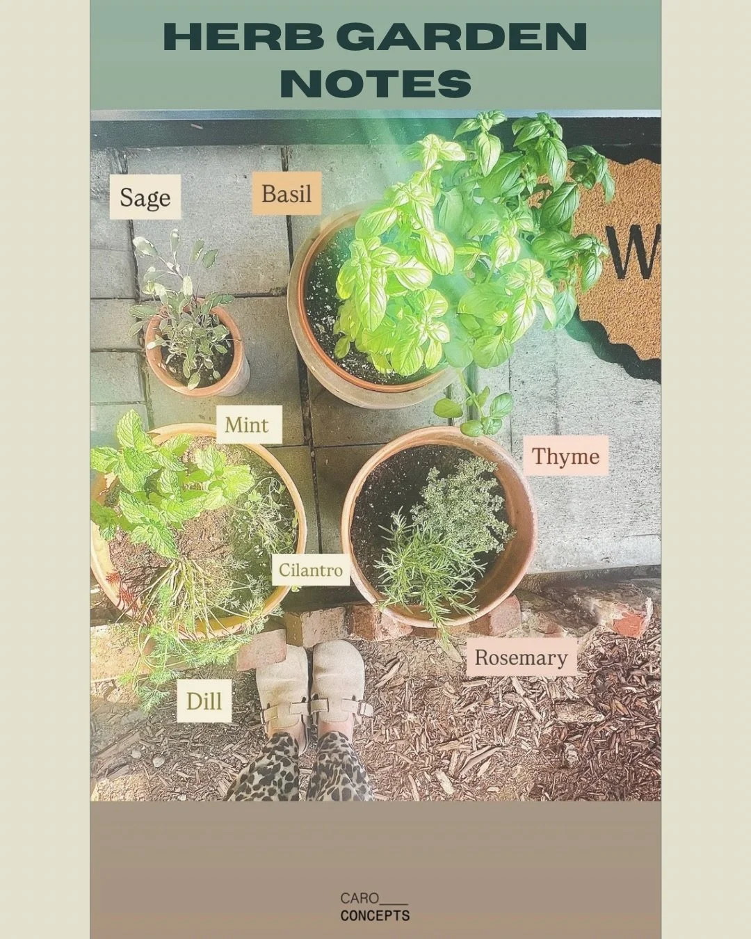 🪴Notes to take to your local nursery. Save for your next plant haul.

And yes, I already broke the &ldquo;mint gets its own pot&rdquo; rule. That&rsquo;s gardening for you. Part planning, part experimenting, part learning as you go. Trial and error 