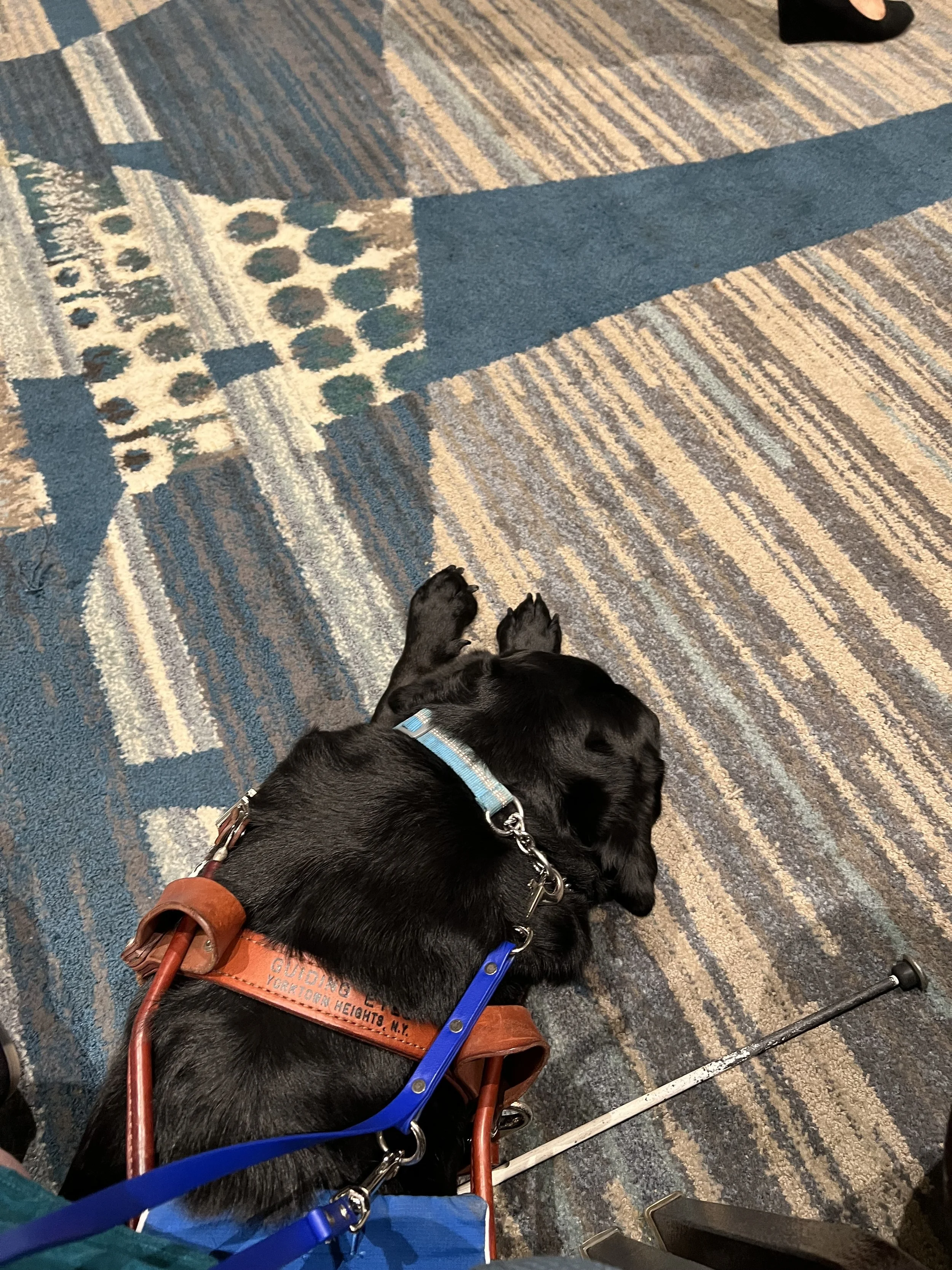 Eve taking a nap under my chair during general session of her first National Federation of the Blind Convention.