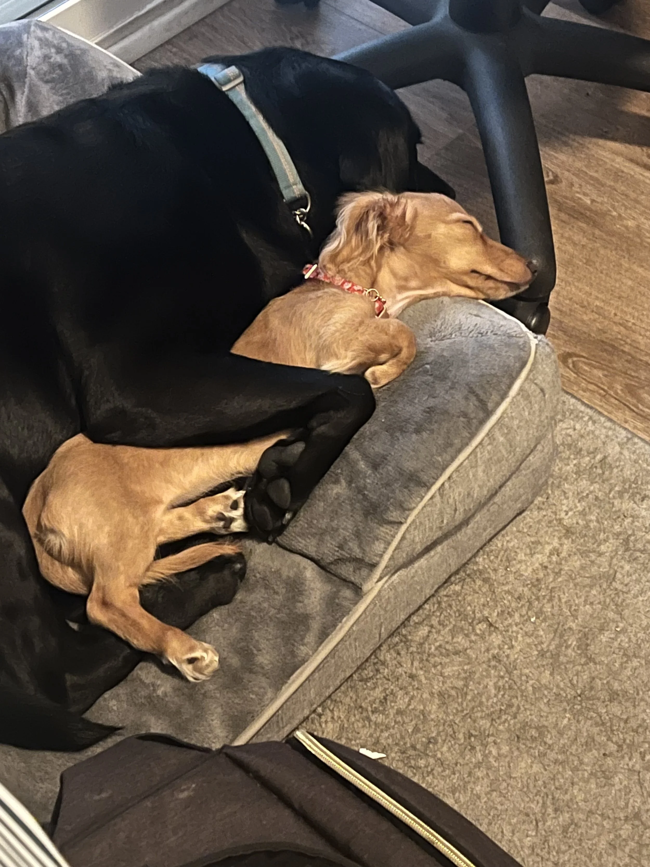 Eve and Goldie napping together. Goldie is Eve’s dachshund little sister.