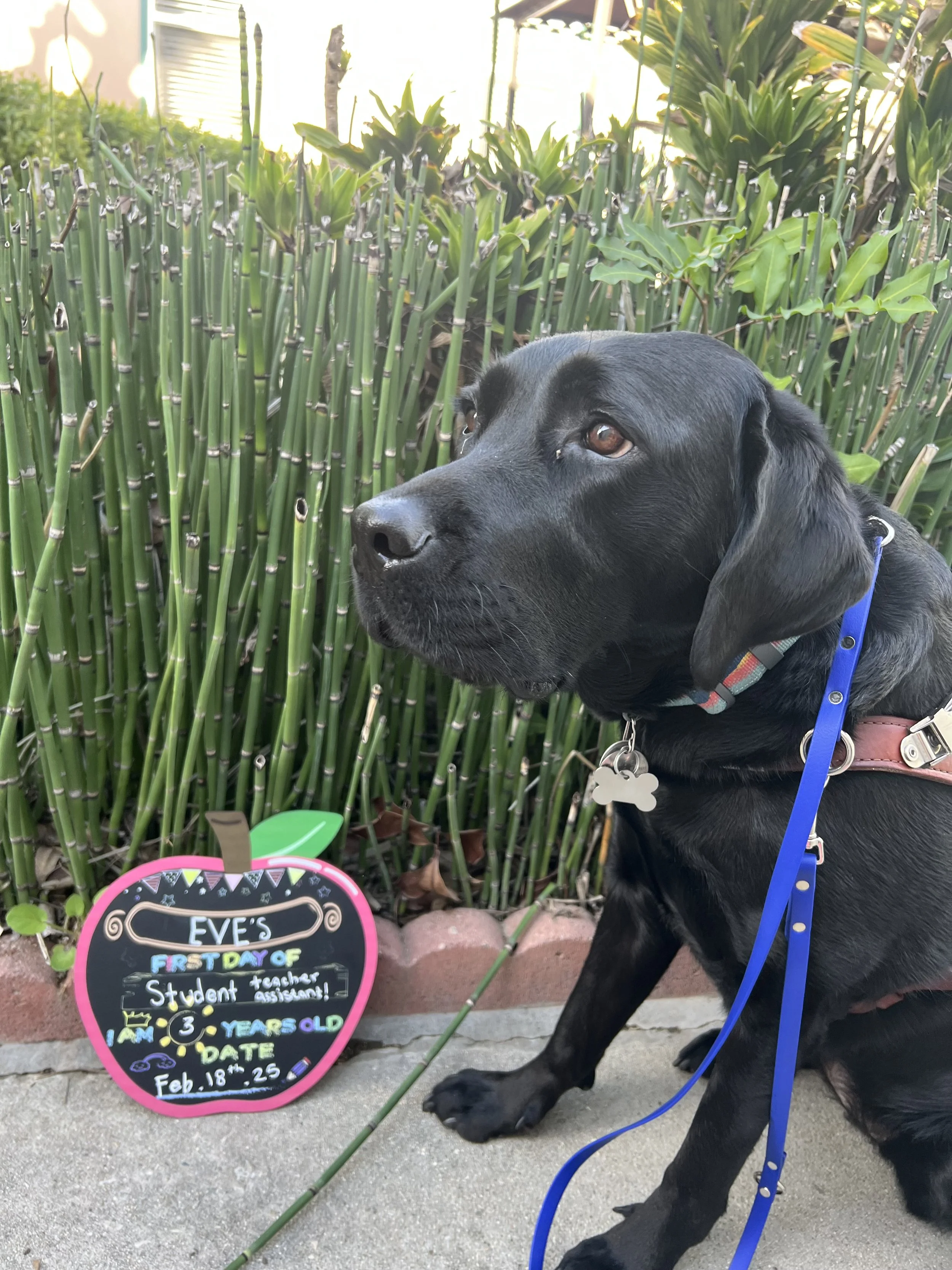 Eve sitting with a sign that reads: Eve’s First Day of Student Teacher assistant. I am 3 years old. Date: Feb 18th, 25