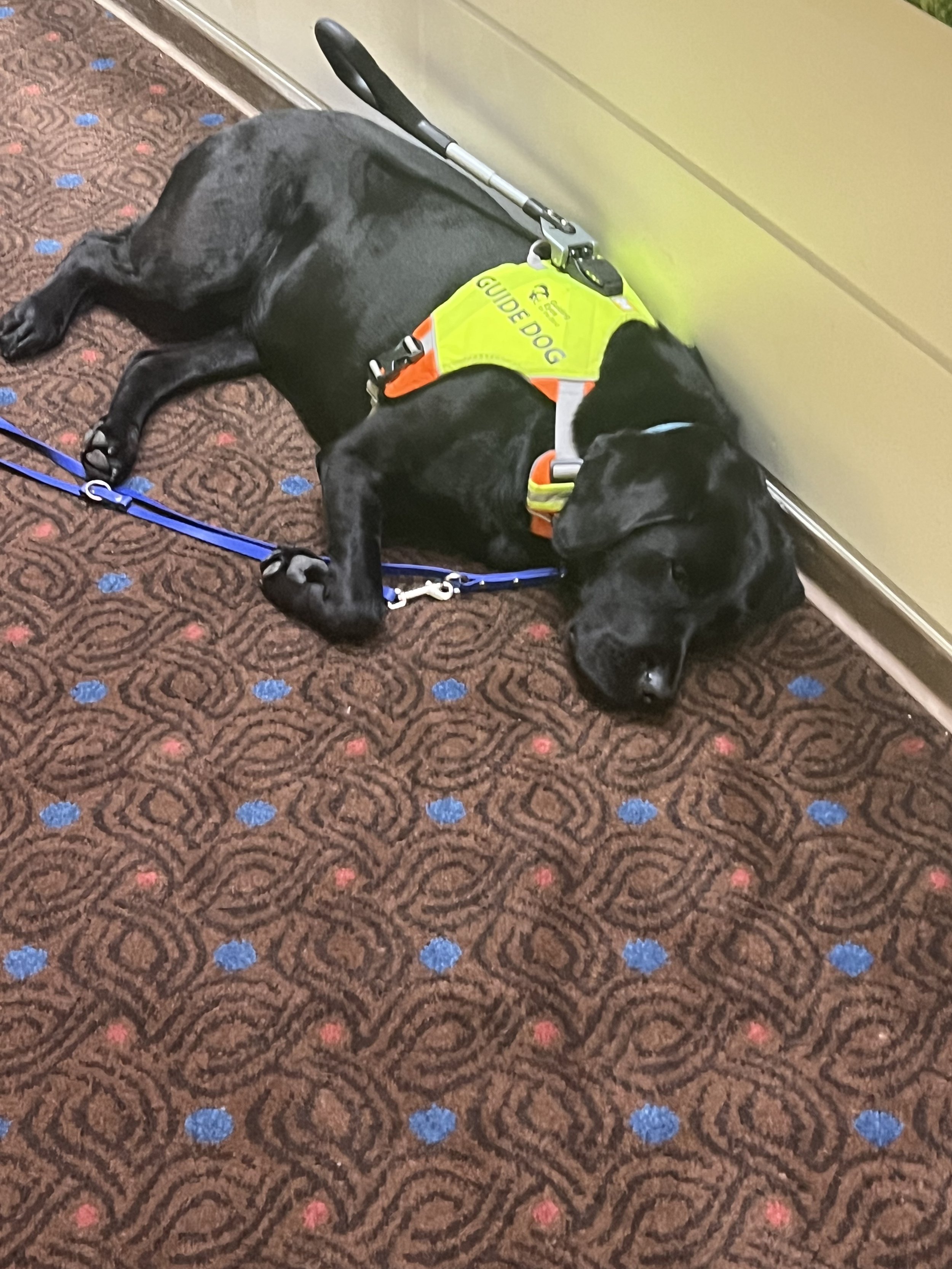 Eve naping through the administration of fall finals.