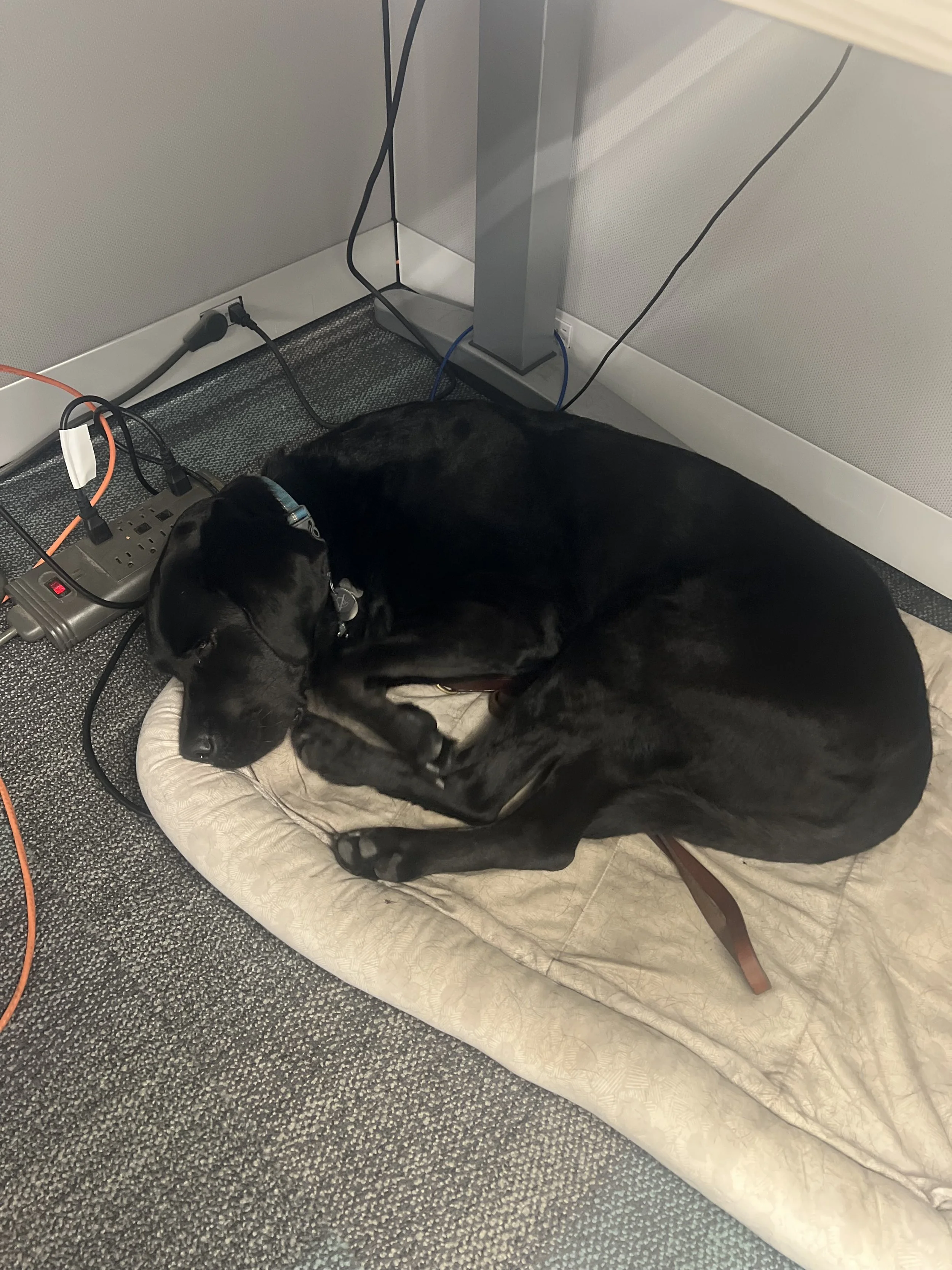 https://www.guidedogsofamerica.org/guiding-light/
