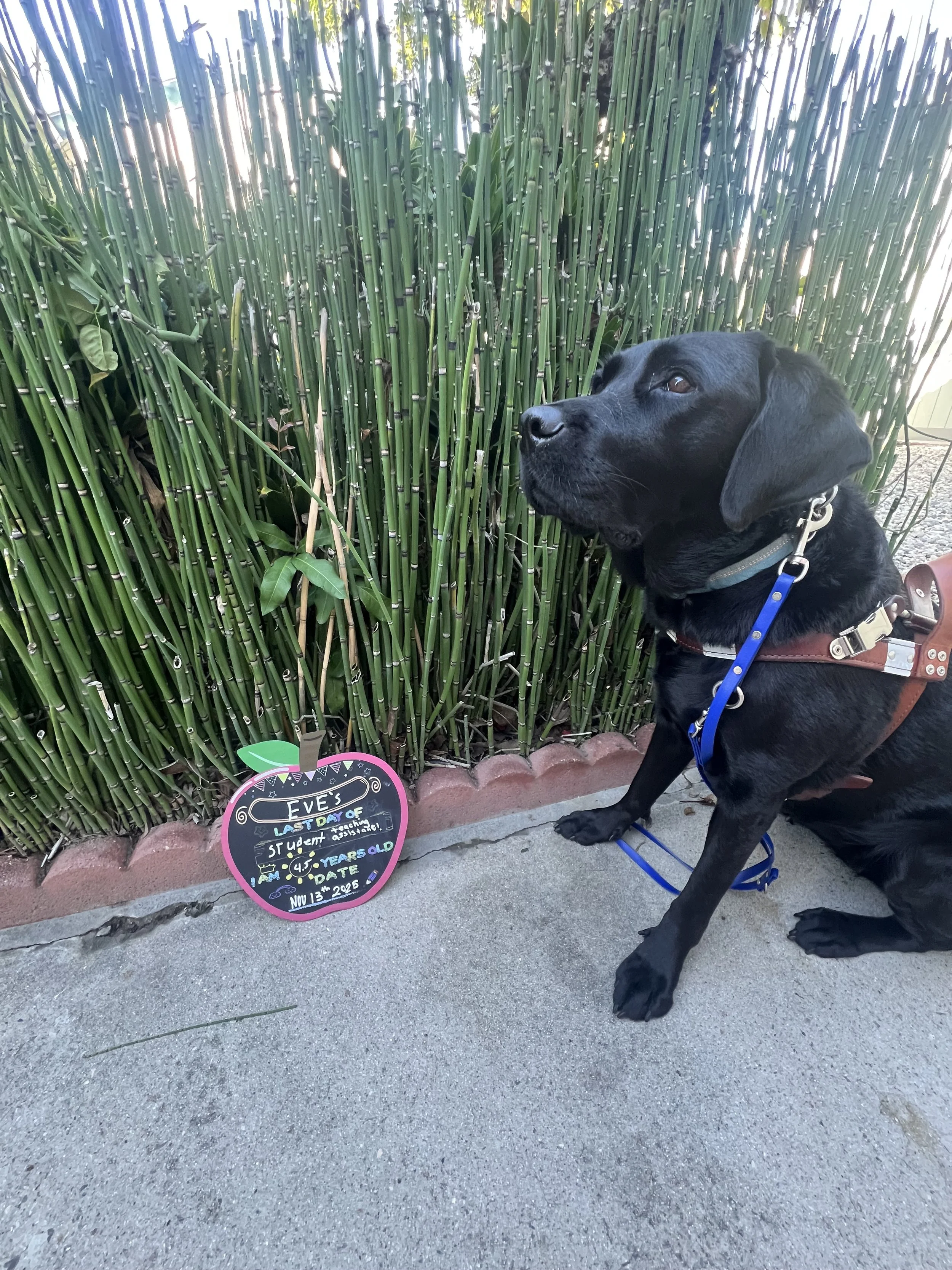 Eve sitting with a sign that reads: Eve’s Last Day of Student Teaching assisting. I am 4.5 years old. Date Nov 13th, 2025.
