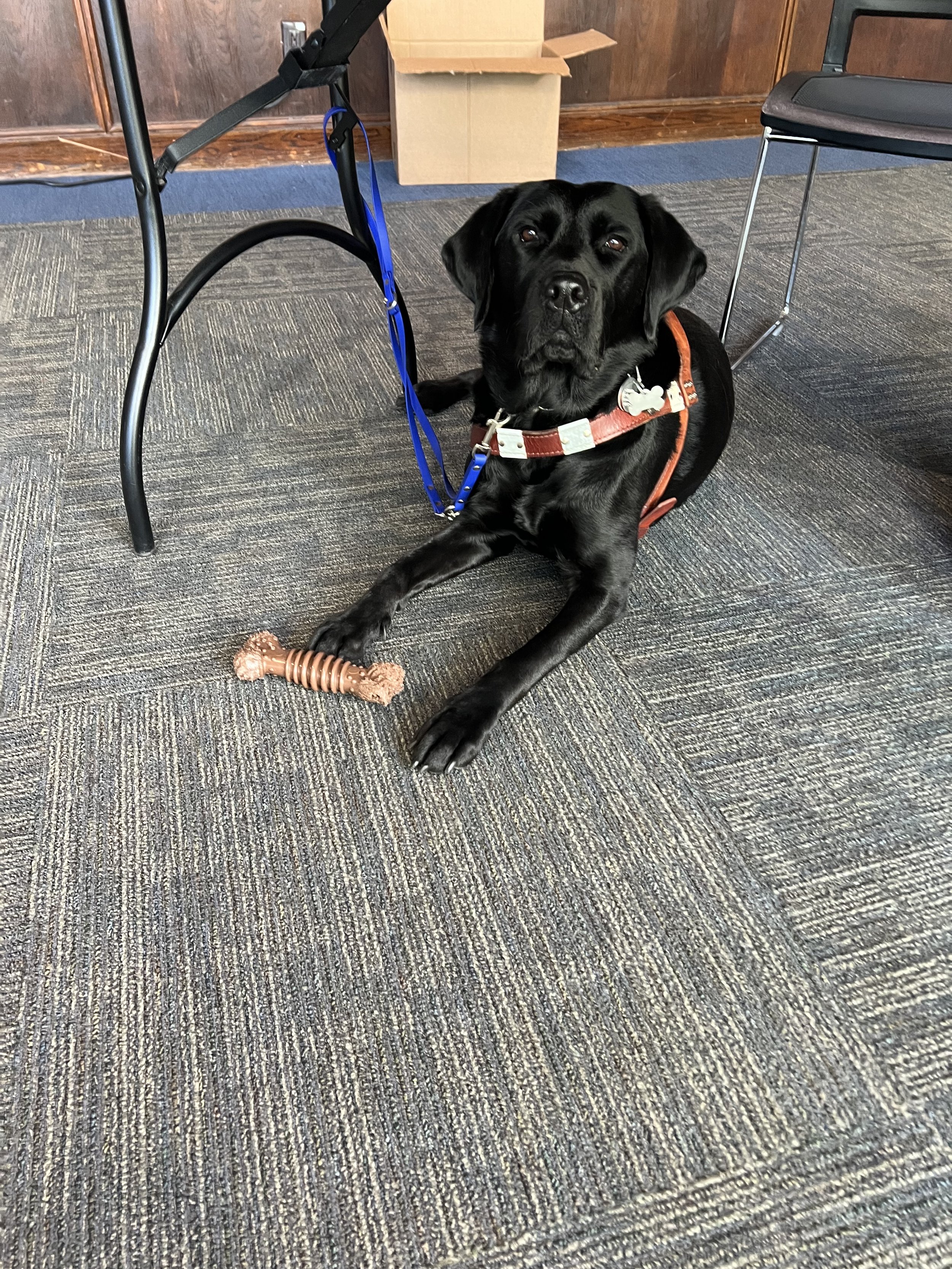 Eve and Sheldon laying together while at a division meeting. Sheldon is a medical alert dog that works alongside his handler on campus.
