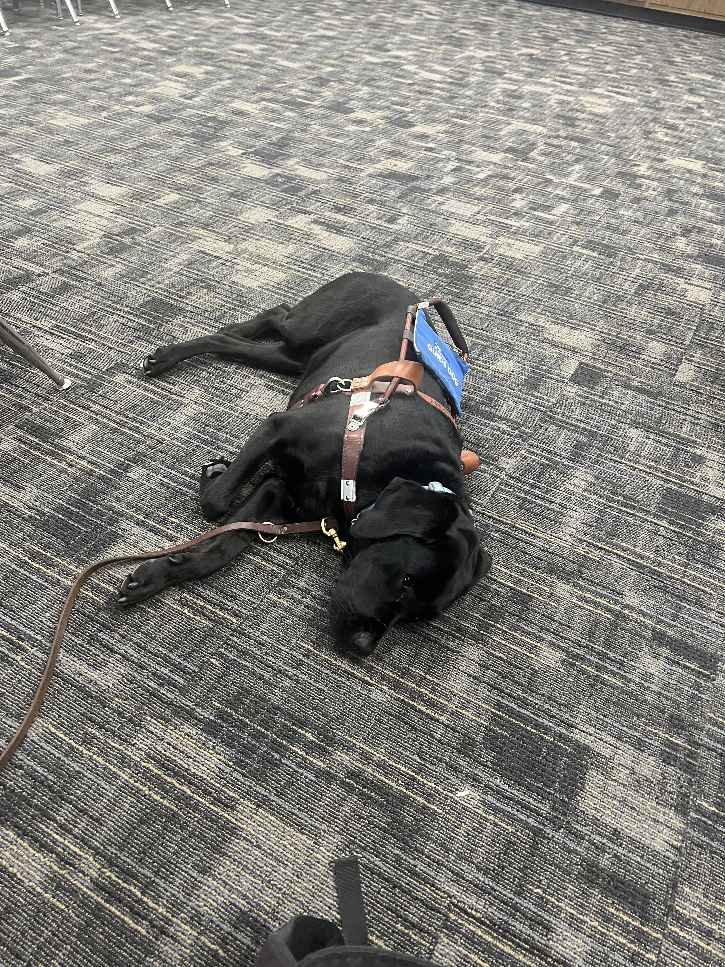 Eve naping while Lindsay is working in her classroom.
