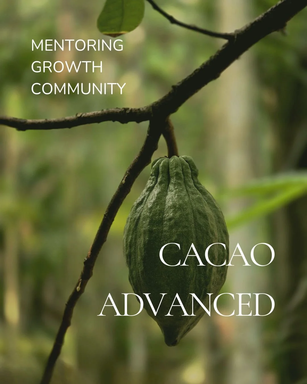 CACAO ADVANCED