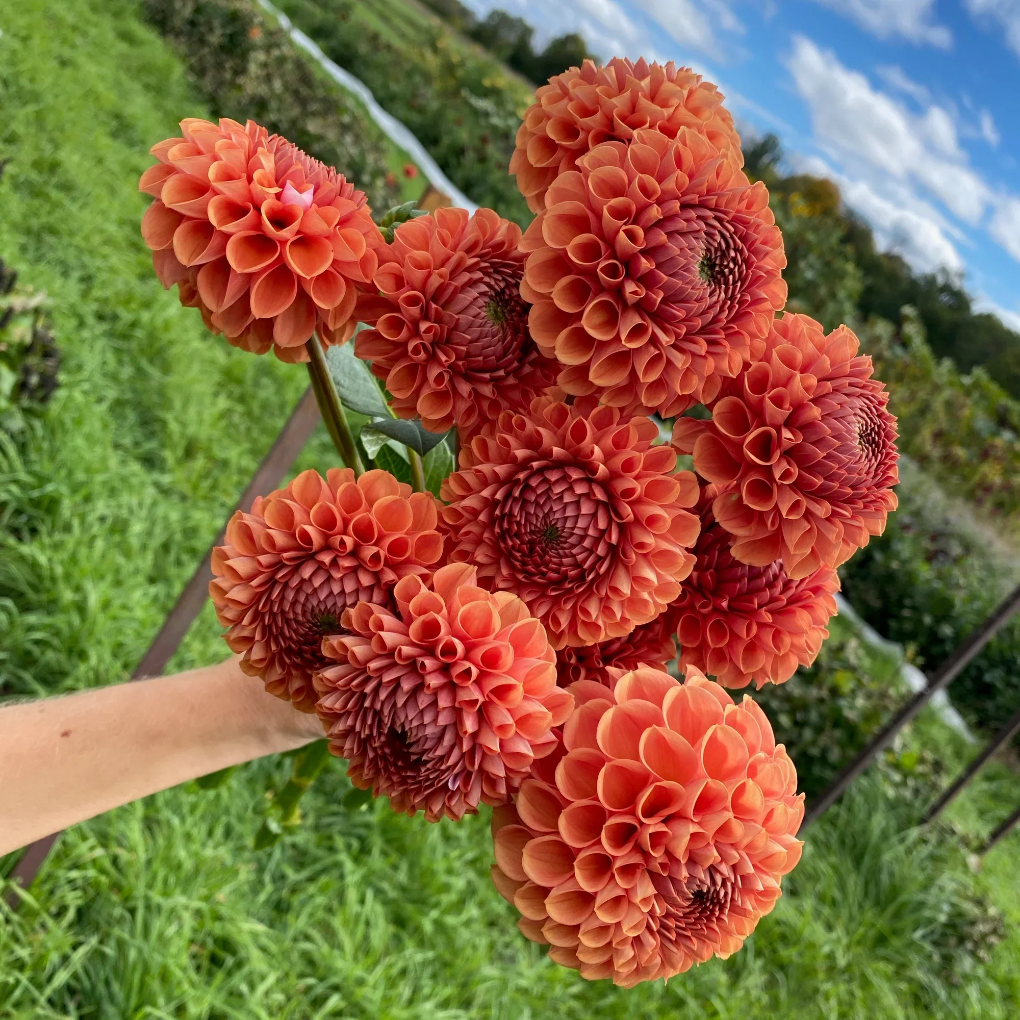 cornel bronze multiple.webp