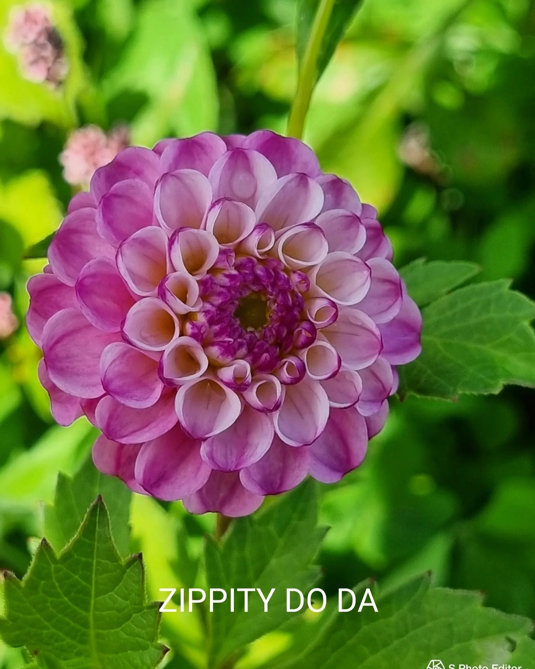SPhotoEditor-20230805_223736.jpg