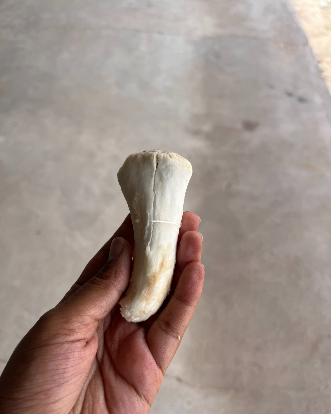 Khumbhi: Thar’s Rare Mushroom, Now Growing Scarce