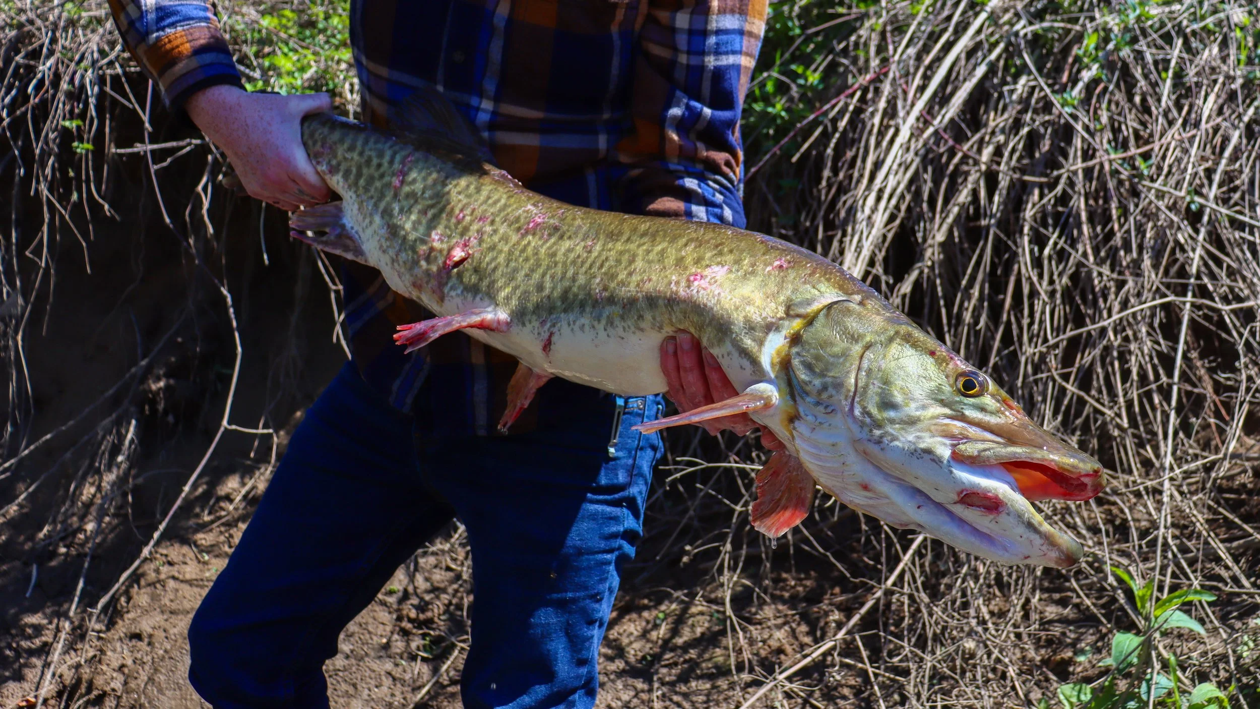 Musky Fishing Trips - 'Tis the Season!