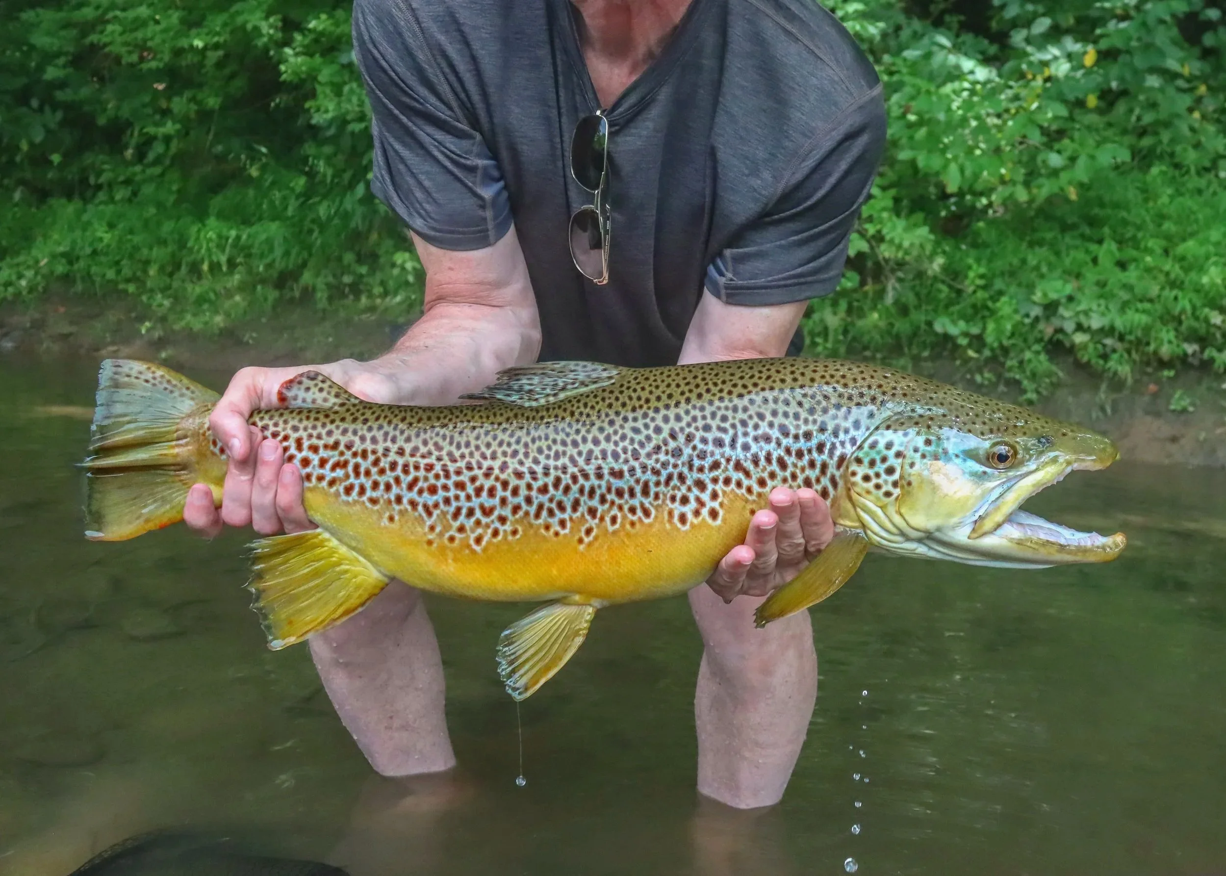 Guided Fishing Trips for Trout on the Watauga River and South Holston River