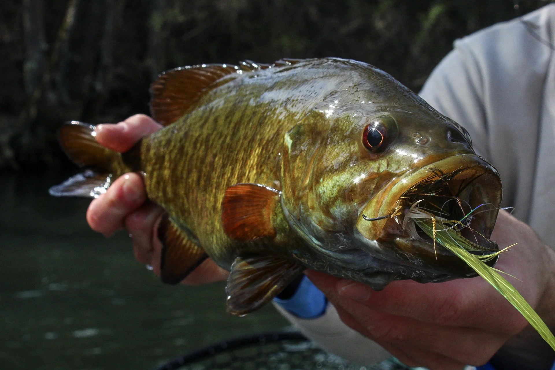 Smallmouth Bass Float Trips